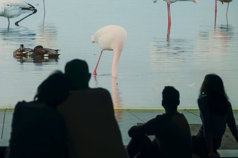 Arranca la 14ª temporada de MónNatura Delta de lEbre con nuevas propuestas (Visita Lliure A Monnatura Delta_22)