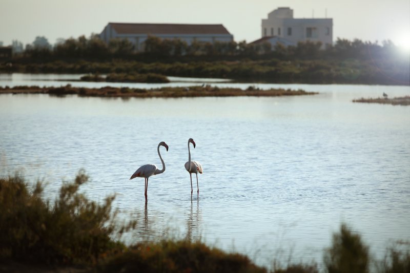Arranca la 14ª temporada de MónNatura Delta de lEbre con nuevas propuestas (Visita Lliure A Monnatura Delta_9)
