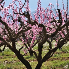 3rd Guided walk in Flowering time in the land of the Ordal Peach