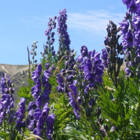 Activitat guiada d'introducció a la flora d'alta muntanya a&#8230;