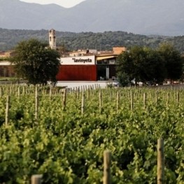 Wine tourism activities in La Vinyeta in Mollet de Peralada