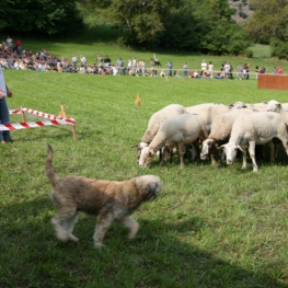 Concours de chiens Atura et foire aux moutons à Llavorsí