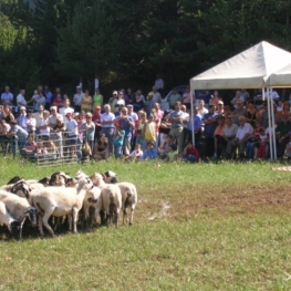 Dogs d&#39;atura contest in the Montnou in Odèn