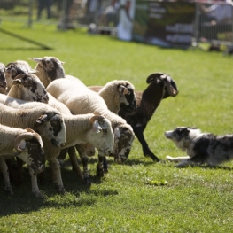 Shepherd Dog Contest in the Vall de Ribes