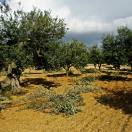 'És temps d'olives, és temps d'oli' a Olesa de Montserrat
