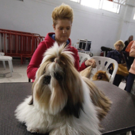 Exposició Canina de Valls