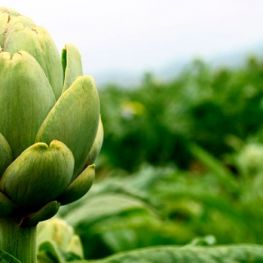 Gastronomic days of the Artichoke and the rice of Amposta