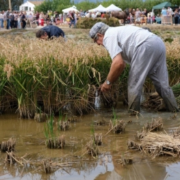 Festival of rice harvest in Amposta