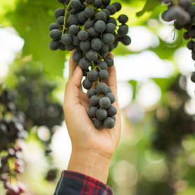 Festa de la verema del Bages a Artés