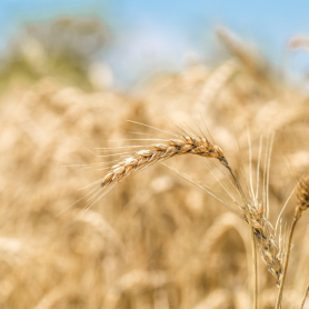 Festival of the Harvest and the Batre in Gósol