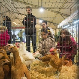 Fira avícola de la raça Prat a El Prat de Llobregat
