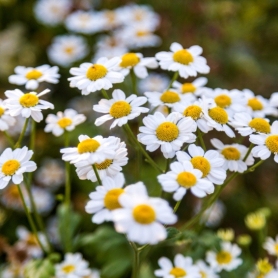 Fira de la Camamilla i dels Tractors Antics de Linyola