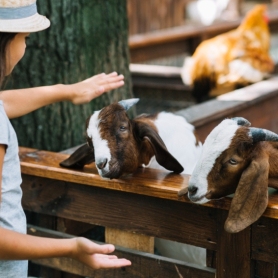 All Saints' Day Fair and Chestnut Festival in Guardiola de Berguedà