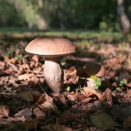 Mycological and Botanical Days at the Montmajor Mushroom Museum