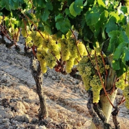 Paseo entre viñedos y visita al obrador de mermeladas de uva&#8230;