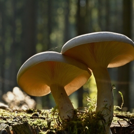 Guided walk: 'The Hidden Mushrooms' in Fogars de la Selva