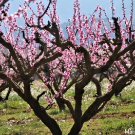 Guided walk in Flowering time in the land of the Ordal Peach