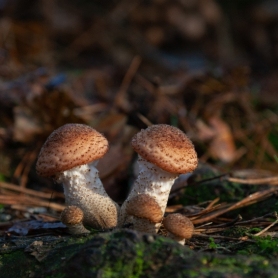 Mushroom hunting in Sant Salvador de Guardiola