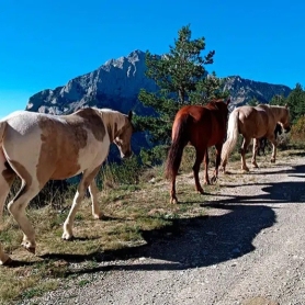 Trashumancia de otoño con la Fundación Miranda