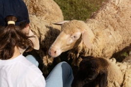 Chemins de vie: Transhumance, patrimoine et territoire à Gombrèn