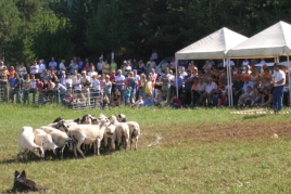 Dogs d'atura contest in the Montnou in Odèn