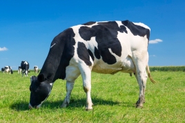 Friesian cow competition in Vallfogona de Balaguer