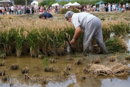 Rice harvesting festival in Amposta