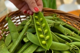 Garrofal Pea Festival in Sant Andreu de Llavaneres