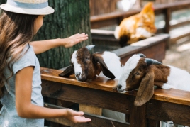 All Saints' Day Fair and Chestnut Festival in Guardiola de Berguedà