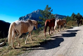 Autumn transhumance with the Miranda Foundation