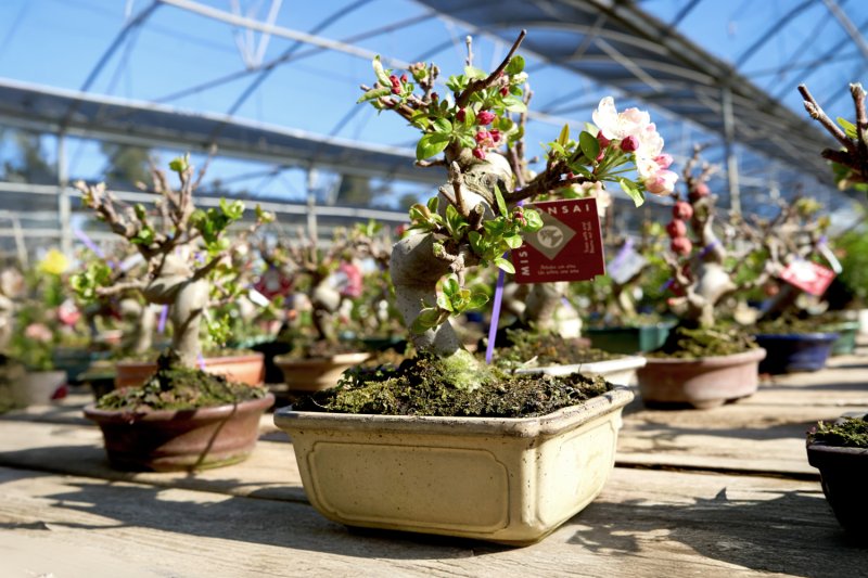 Mistral Bonsai (Mistral Bonsai)