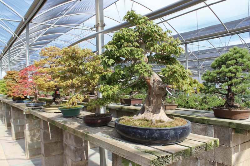 Mistral Bonsai (Mistral Bonsai)