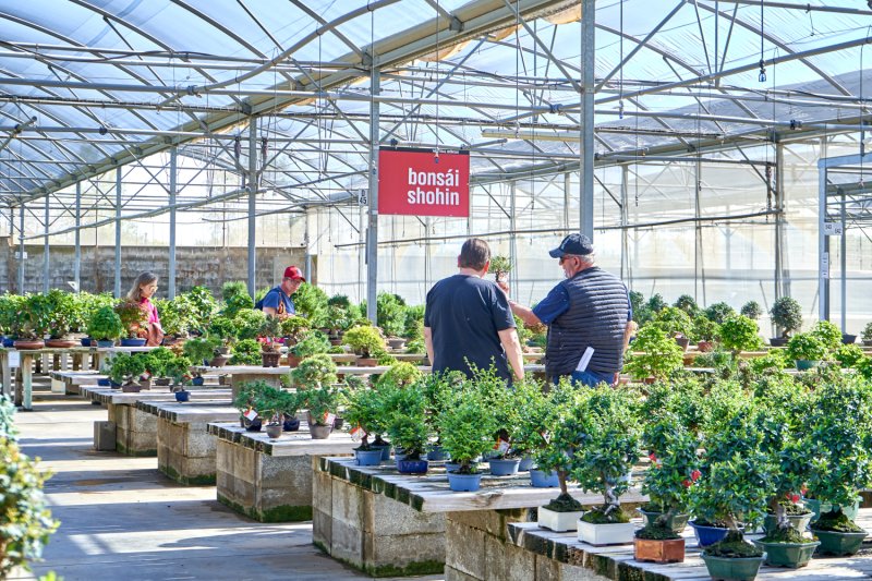 Mistral Bonsai (Mistral Bonsai)
