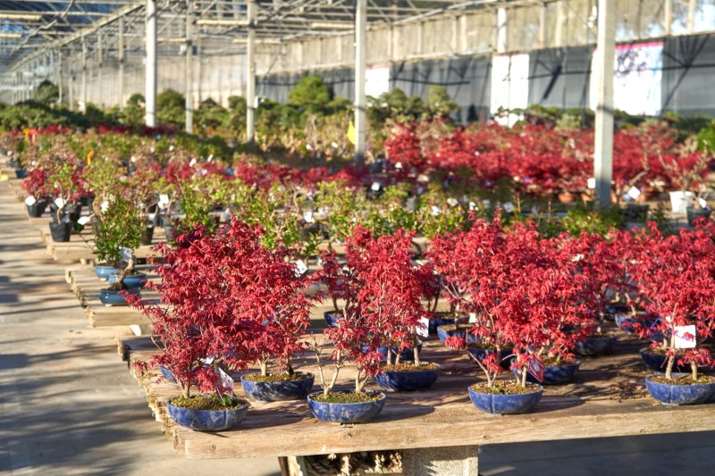 Mistral Bonsai (Mistral Bonsai)