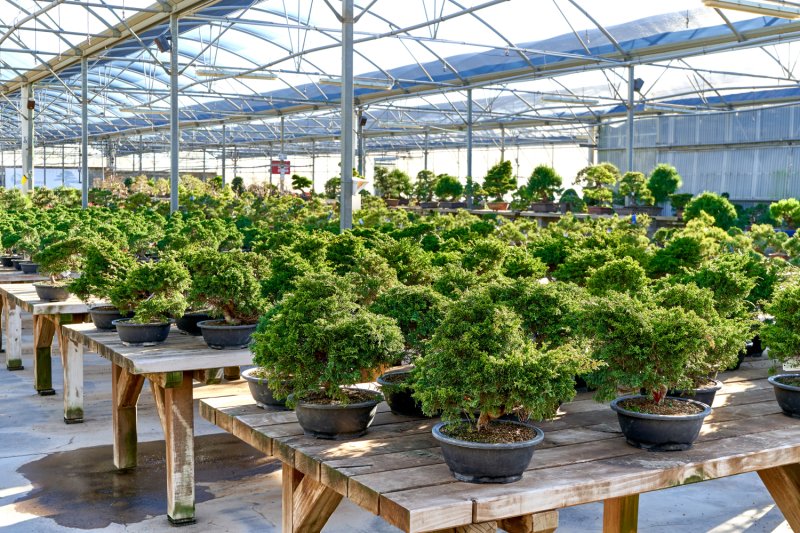 Mistral Bonsai (Mistral Bonsai)