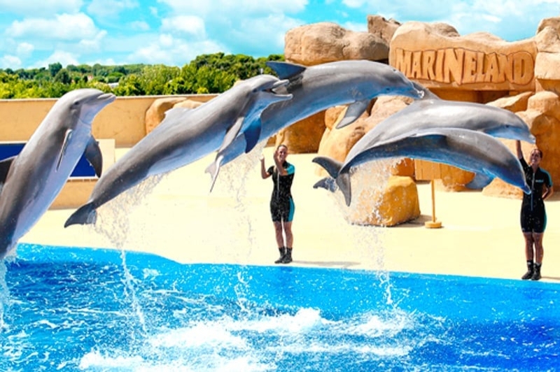 Marineland (Espectacle Amb Dofins)