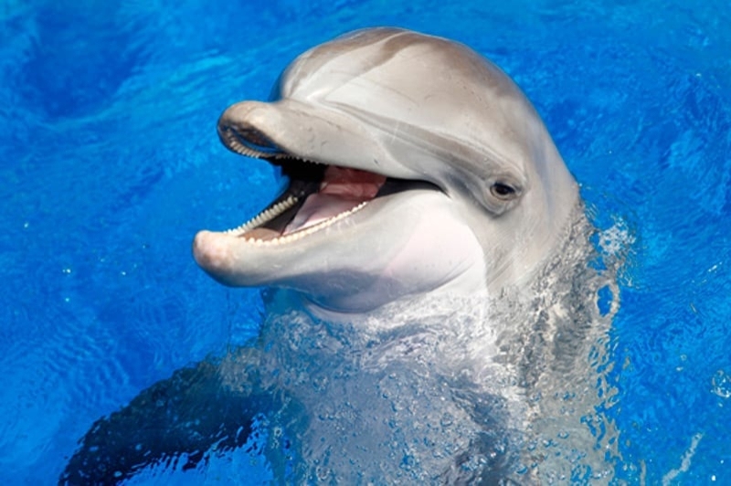 Marineland (Dofins)