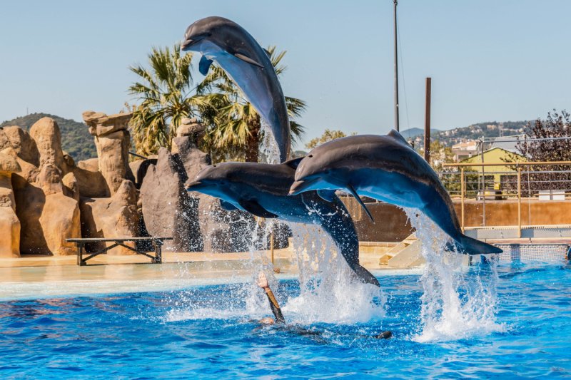 Marineland (Marineland)