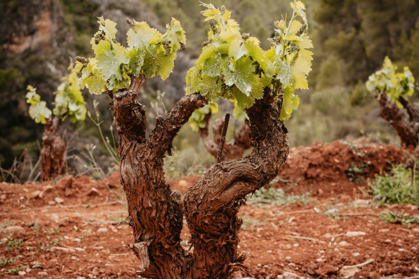 Celler Masroig (Celler Masroig)