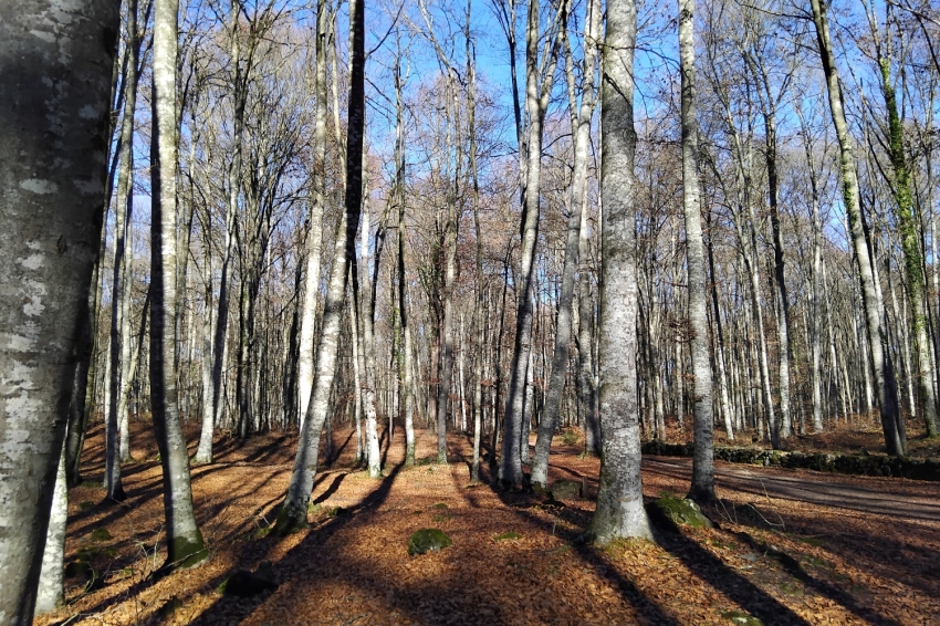 GARROTXA amb Bici (Garrotxa Amb Bici Bosc)