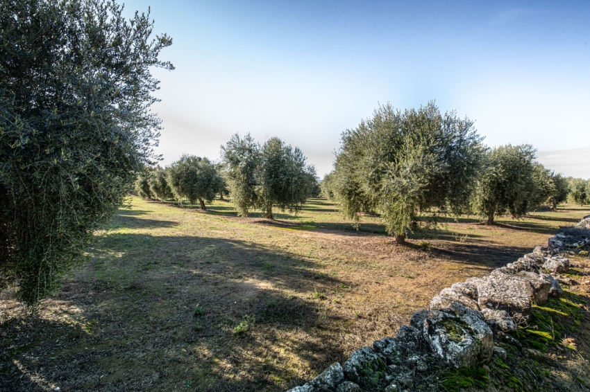 DOP Les Garrigues (Dop Les Garrigues)