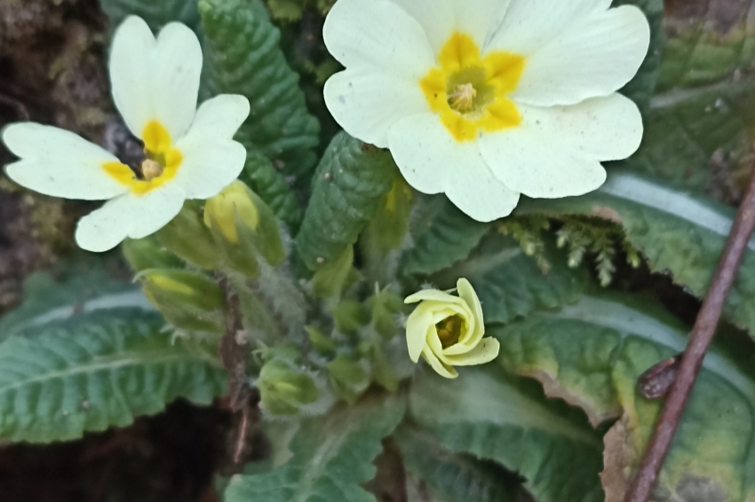 Jardí Botànic de Gombrèn (Jardi Botanic De Gombren Primula)