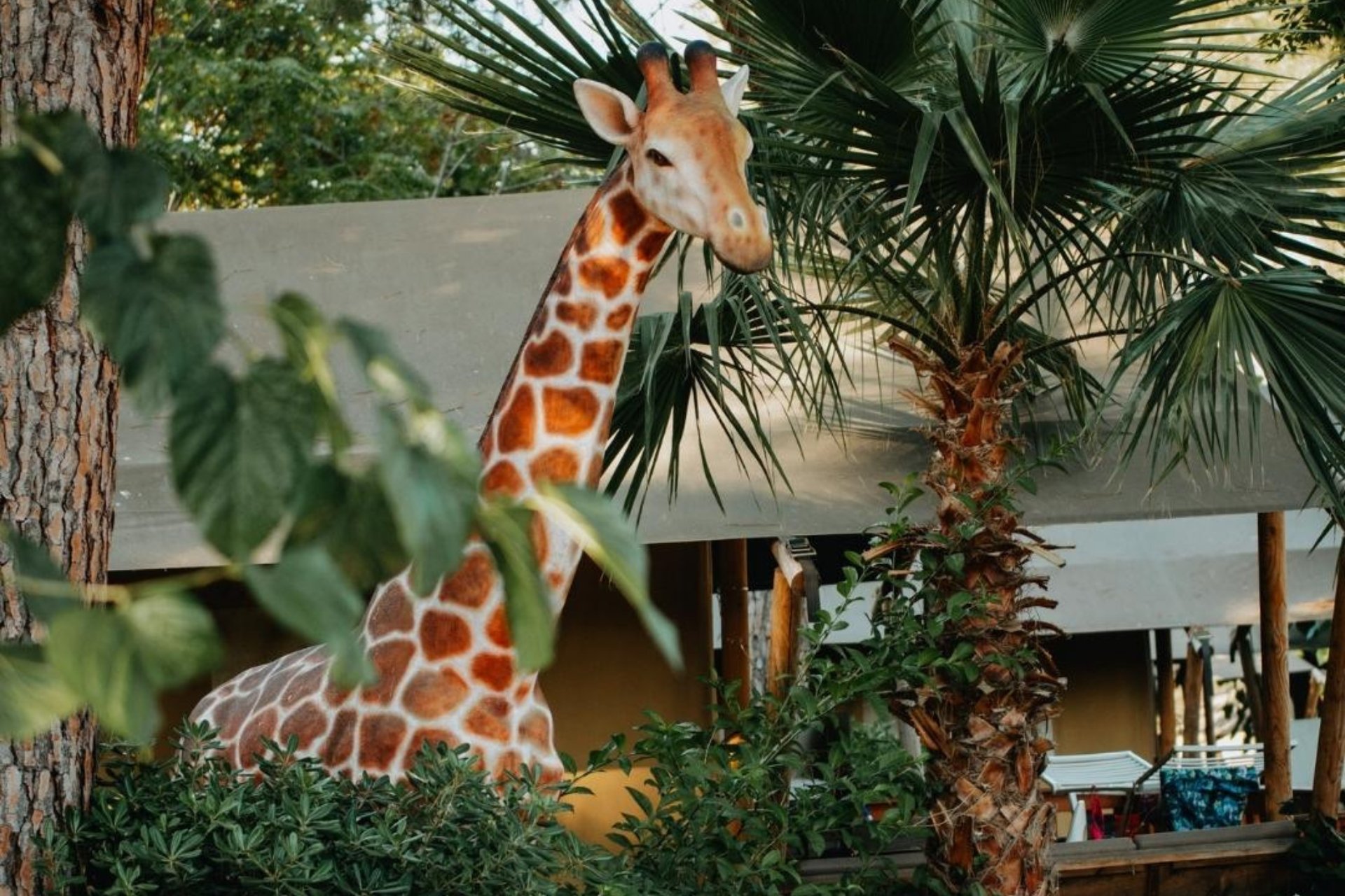 Càmping Caledonia (Camping Caledonia Girafa)
