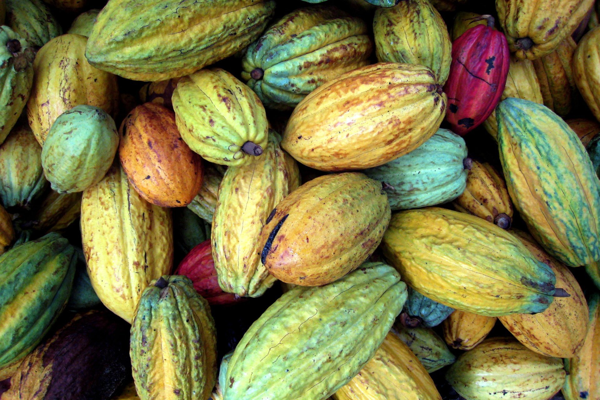 Espai Xocolata Simón Coll (Espai Xocolata Simon Coll)