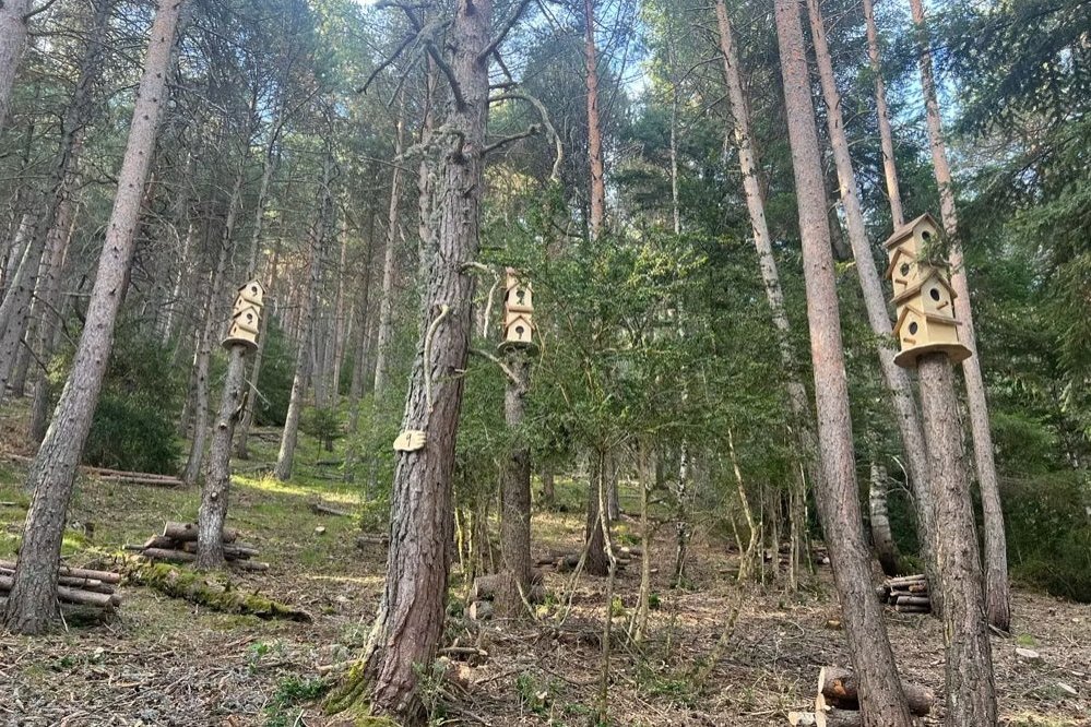 El Bosc de lAndy (El Bosc De L Andy)