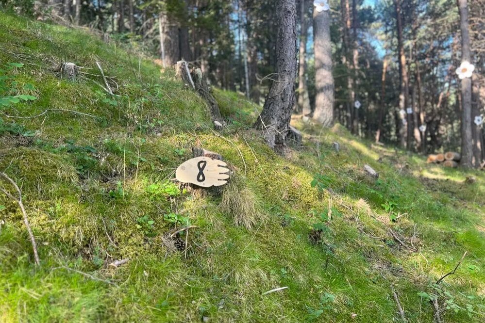El Bosc de lAndy (El Bosc De L Andy)