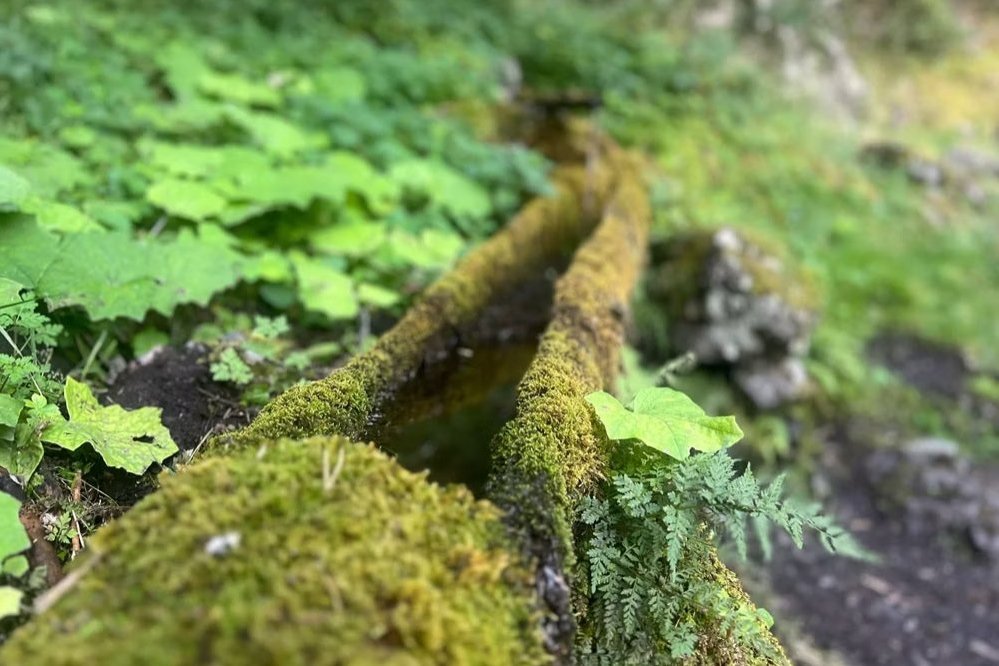 El Bosc de lAndy (El Bosc De L Andy)