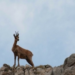 Coneix la fauna autòctona de Catalunya