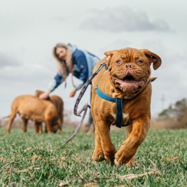 Reconnect with pet tourism