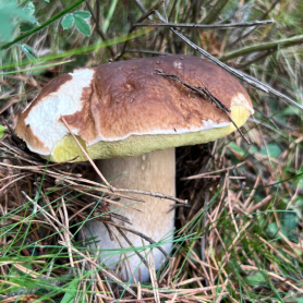 Los mejores restaurantes del Ripollès para comer setas